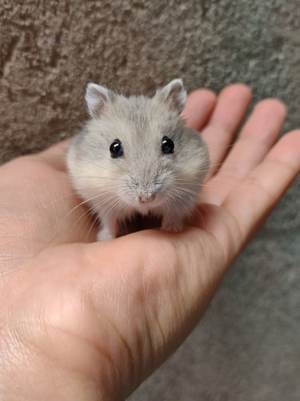 23 filhote de hamster anao russo