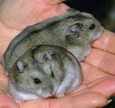 24 foto de hamster anao russo Campbell