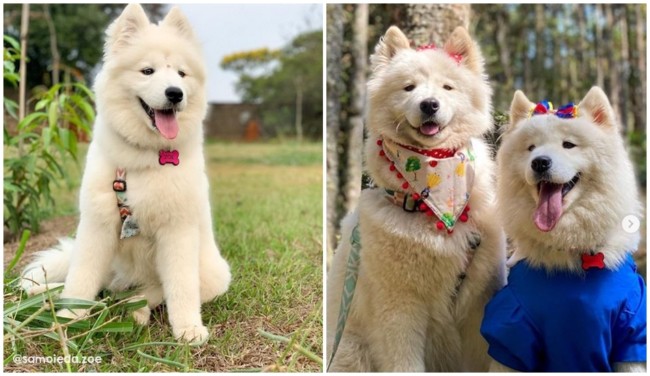 24 fotos de cachorras no Instagram