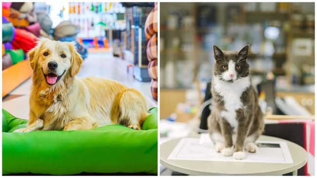 3 dicas de como escolher nome de pet shop