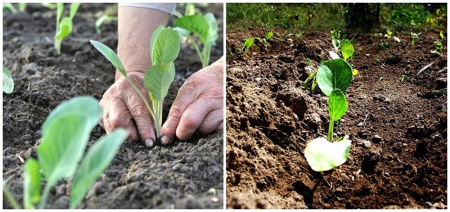 4 passo a passo para plantar couve no solo