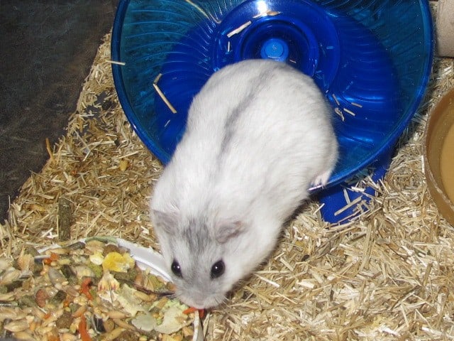 5 Hamster anao russo Winter White
