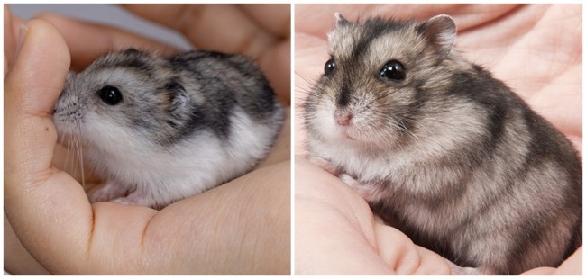 8 temperamento de hamster anao russo