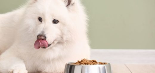 9 dicas de alimentacao para cachorro samoieda