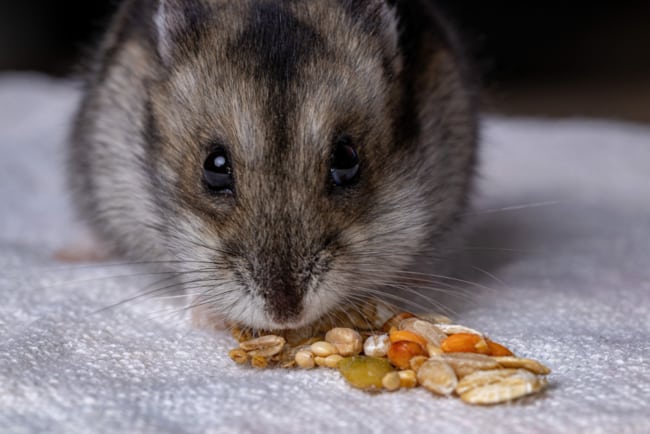 9 dicas sobre alimentacao de hamster anao russo