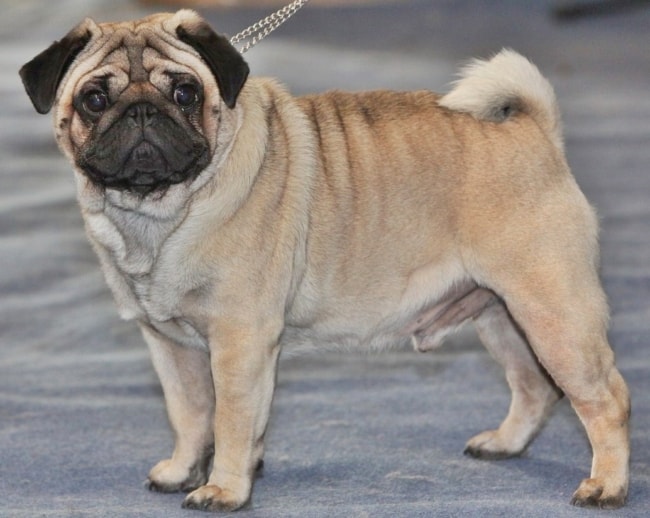 1 tamanho de cachorro pug