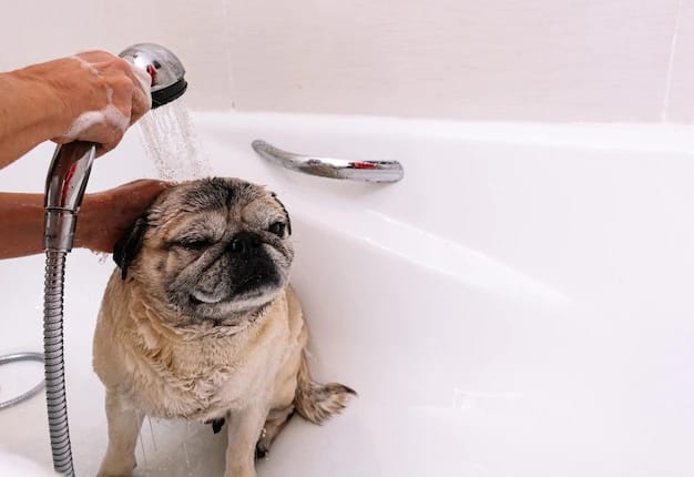20 cuidados de hiegiene com cachorro pug
