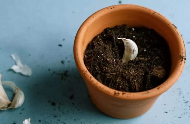 3 passo a passo para plantar alho