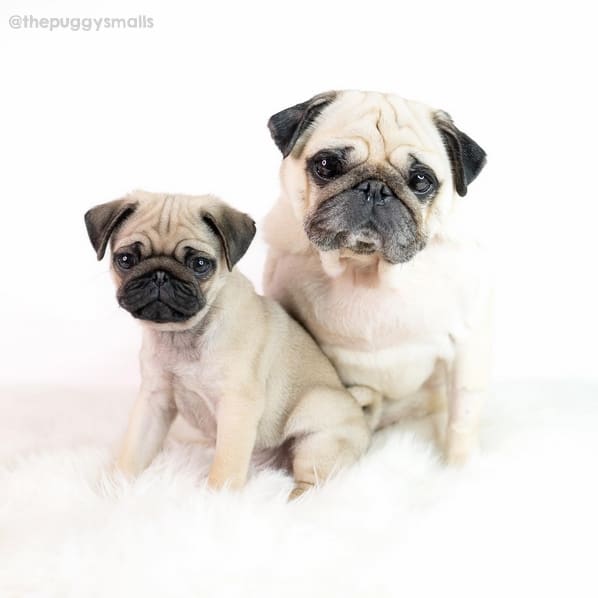 35 instagram de cachorros famosos