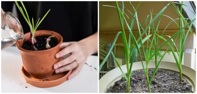 4 passo a passo para plantar alho no vaso