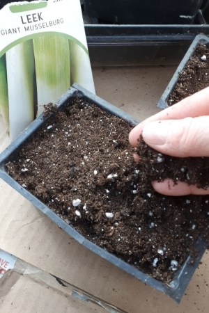 6 como plantar alho poro