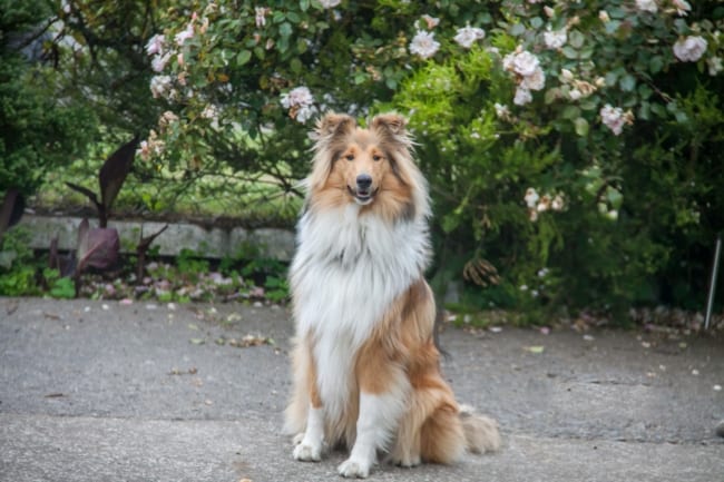 Rough collie 2 1 scaled 1