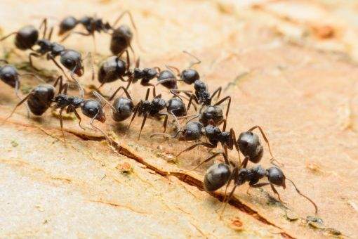 formigas domesticas