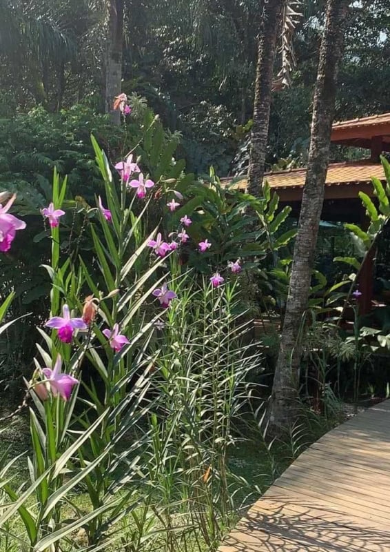 orquidea bambu no jardim