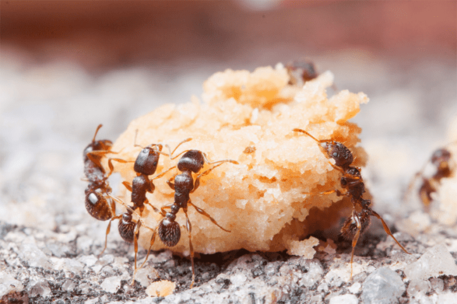 perigo das formigas
