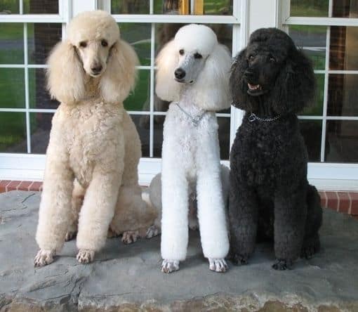 tres poodle gigante sentados