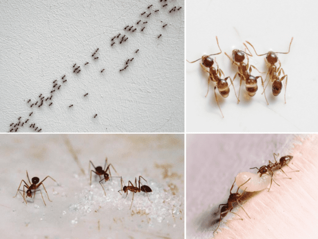 veneno para formiga