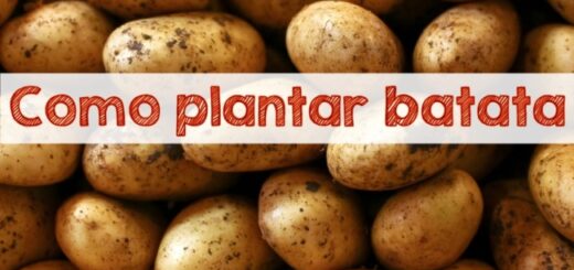 0 como plantar batata