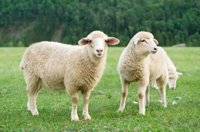 1 dicas sobre carneiro e ovelha