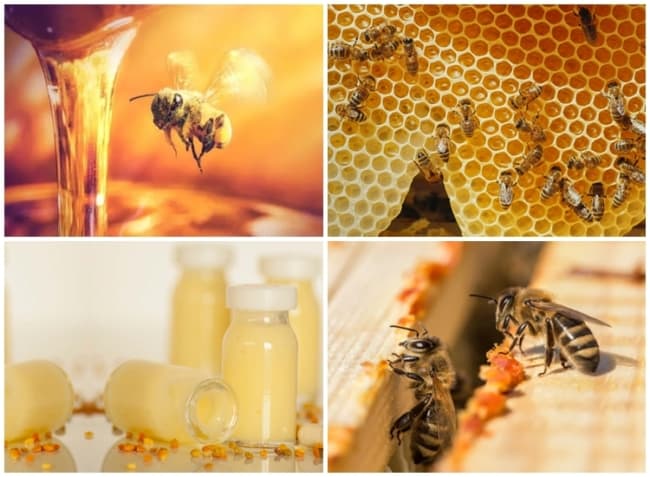 1 vantagens da criacao de abelhas