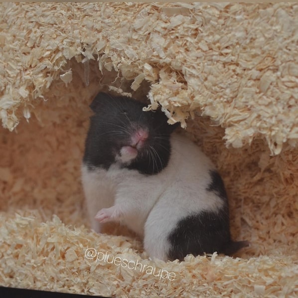 21 foto de hamster sirio preto e branco