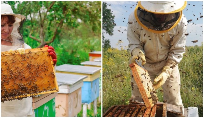 3 pros da criacao de abelhas