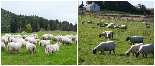 3 vantagens da criacao de carneiro e ovelha