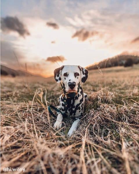 30 cachorro para seguir no Instagram