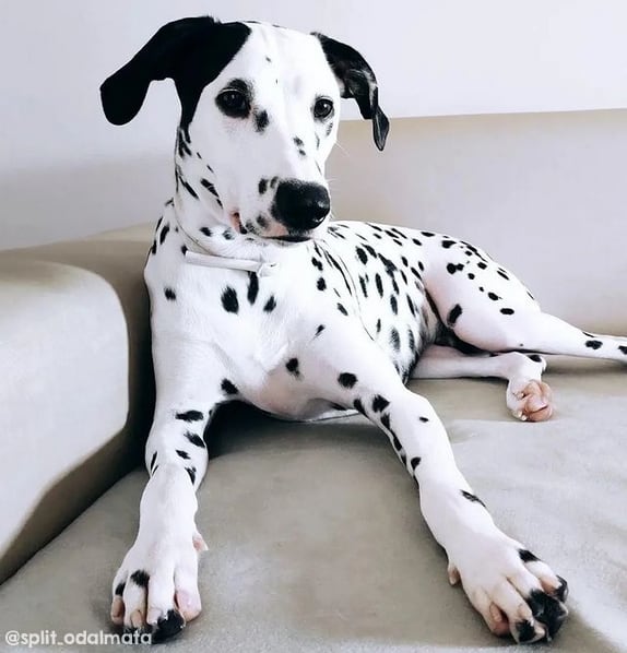 32 raca de cachorro para seguir no Instagram