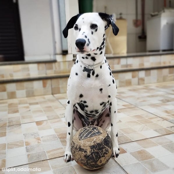 33 cachorro Dalmata no instagram