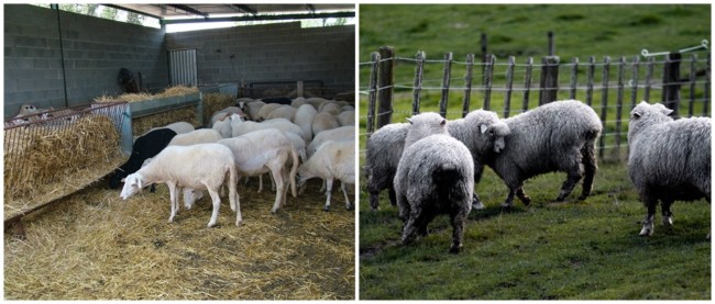 4 dicas para criacao de ovelha e carneiro