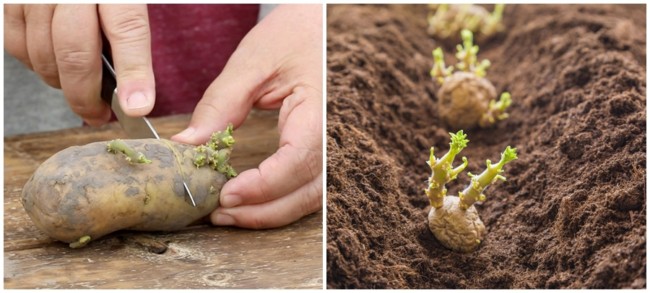 4 passo a passo para plantar batata