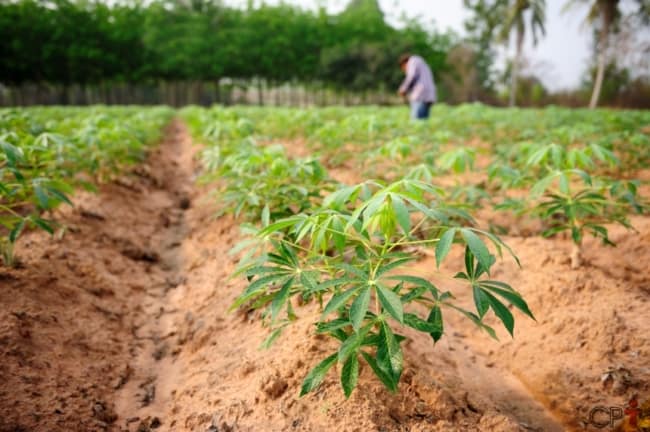 6 cuidados e dicas para plantar mandioca