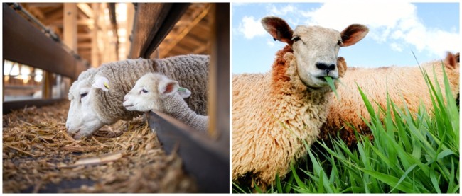 6 dicas manejo ovelha e carneiro