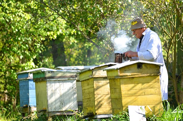 6 dicas para criacao de abelhas
