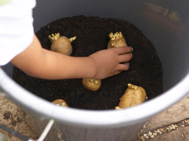 6 passo a passo para plantar batata em vaso