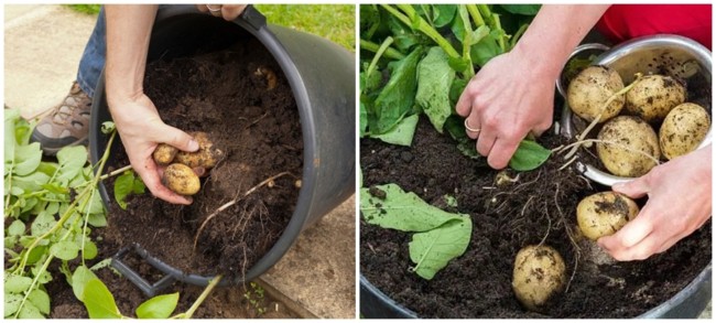 7 como plantar batata em vaso