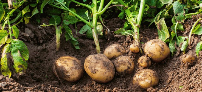 7 como plantar batata no solo