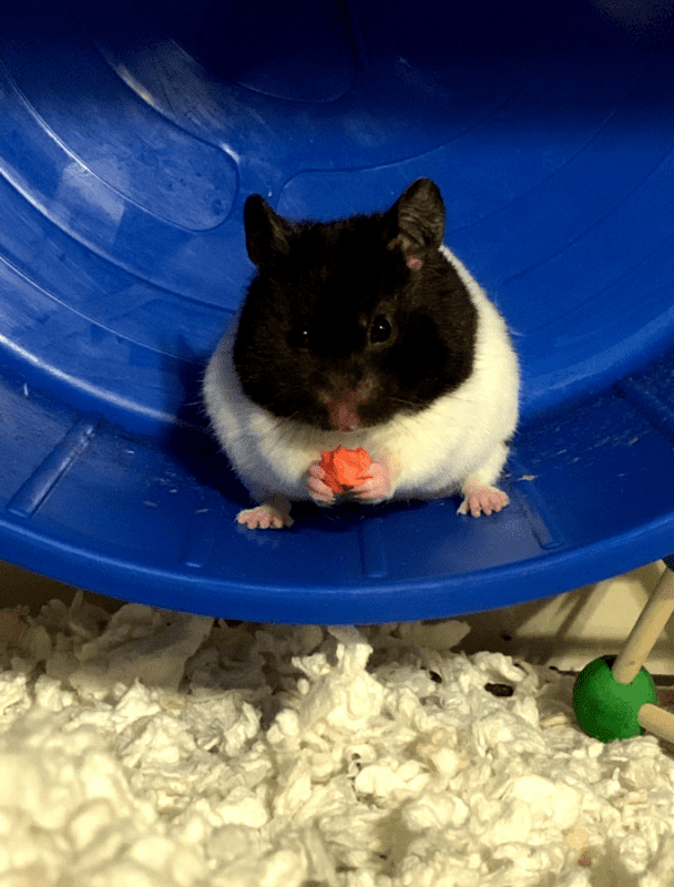 9 hamster pequeno de pelo preto e branco