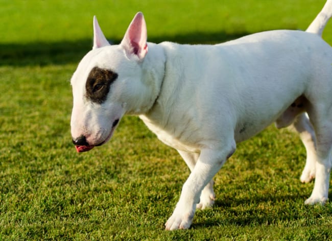 bull terrier branco