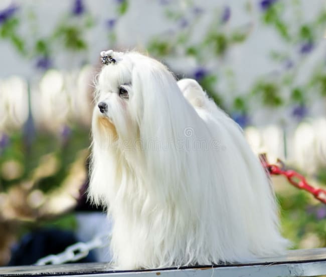 maltese dog view small young beautiful show long white coat standing dogs have silky hair 34322906