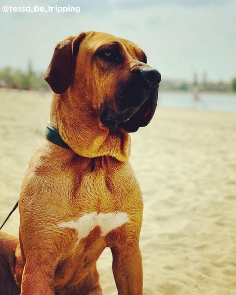 36 cachorra para seguir no instagram