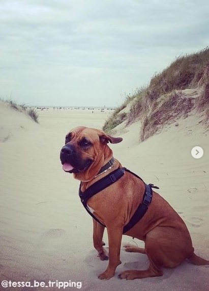 37 cachorro fila brasileiro no instagram