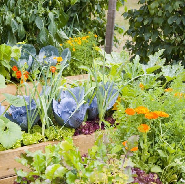 vegetable garden 1587940223