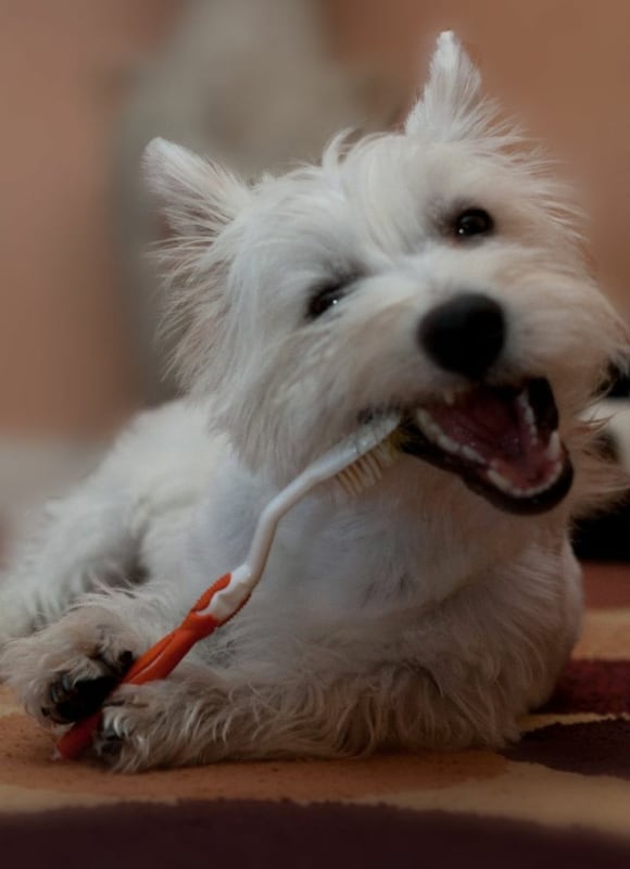 17 cuidados de higiene com raca west highland white terrier