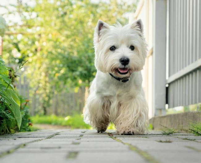 18 cuidados com a raca West Highland White Terrier