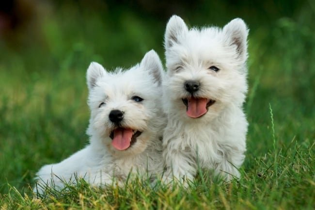 8 convivencia e temperamento de raca west highlang white terrier