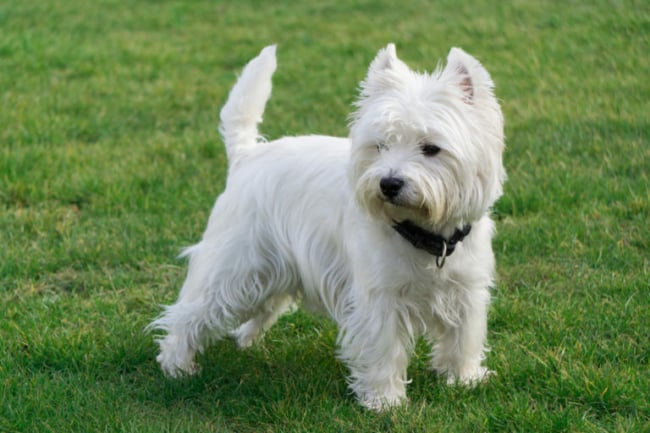 9 cores pelagem raca west highland white terrier