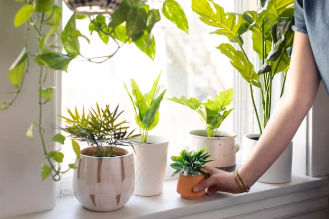 1 cuidados e dicas de jardinagem Apartament Therapy