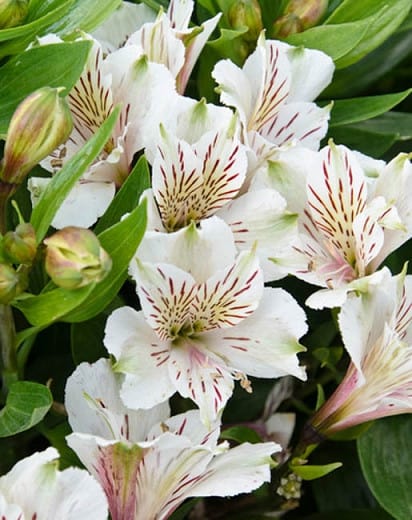 12 astromelia com flor branca Pinterest